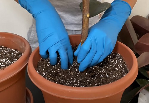 fertilizer-for-rubber-plant