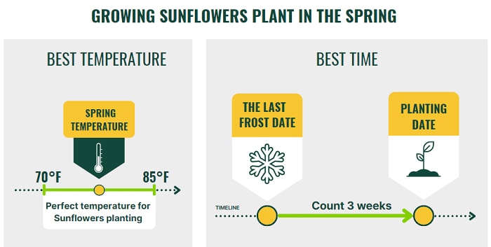growing-season-for-sunflowers