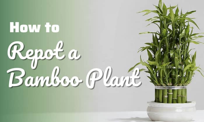 how to repot a bamboo plant
