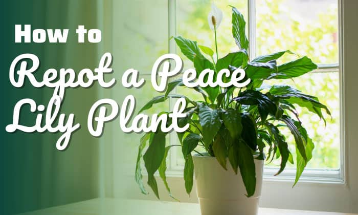 how to repot a peace lily plant