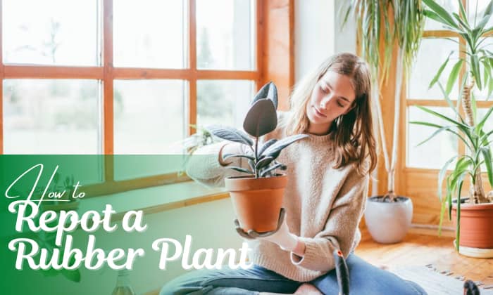 how to repot a rubber plant