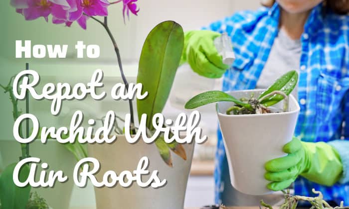 how to repot an orchid with air roots