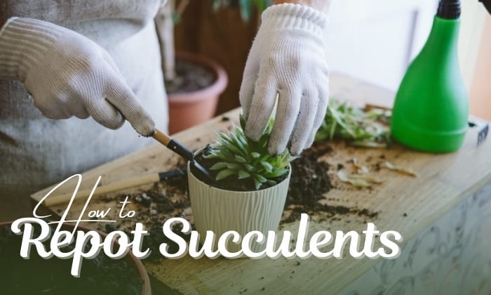 how to repot succulents