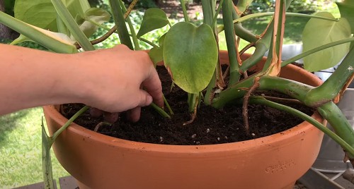 monstera-plant-roots-growing-out-of-pot