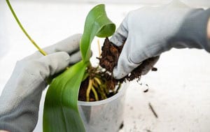 orchid-roots-growing-out-of-pot
