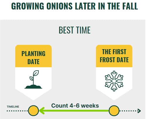 plant-onion-sets