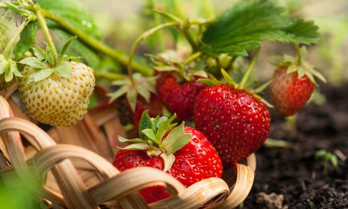 planting-a-strawberry-patch