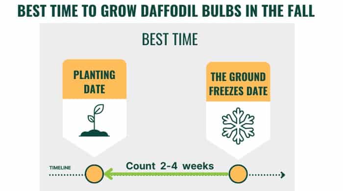 planting-daffodil-bulbs-in-fall