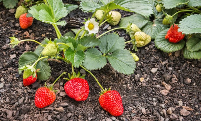 planting-strawberries-in-michigan
