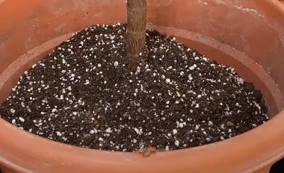 potted-rubber-tree