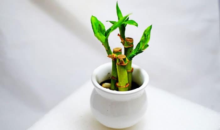 replant-a-bamboo-plant