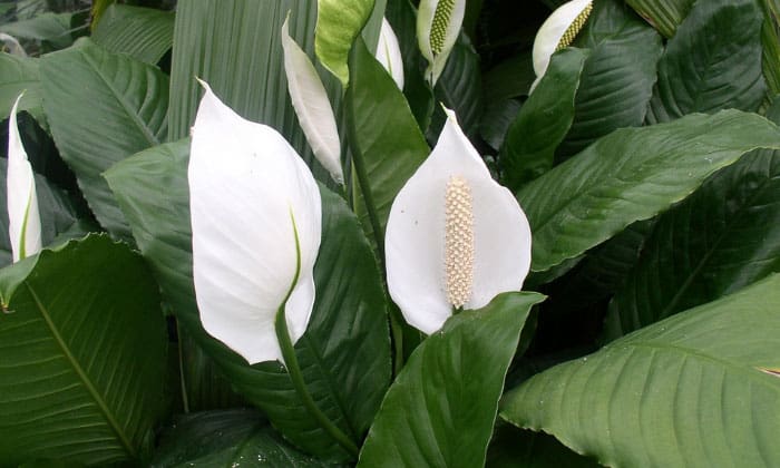 replant-a-peace-lily