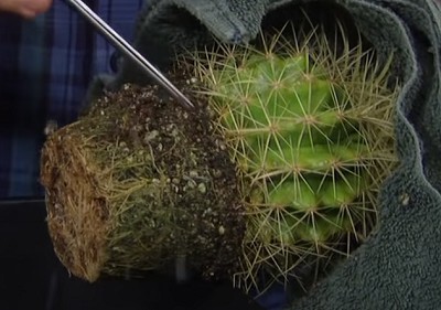 repot-a-tall-cactus