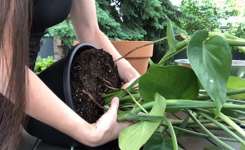 repotting-monstera-with-aerial-roots