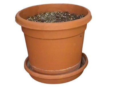 rubber-plant-pot-size