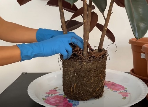 rubber-plant-repotting