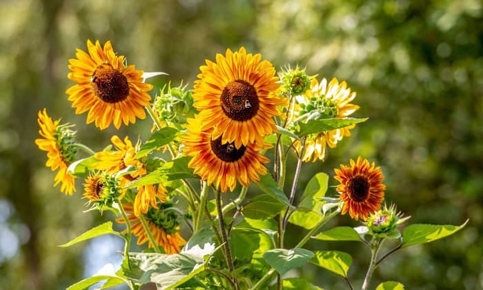 starting-sunflower-seeds-indoors