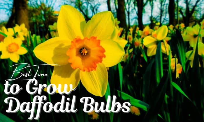 when is the best time to plant daffodil bulbs