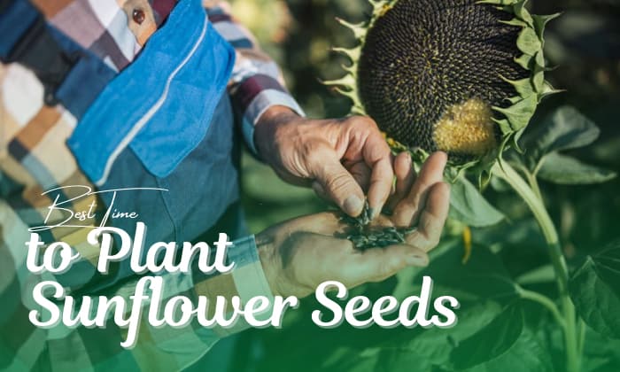 When is the Best Time to Plant Sunflower Seeds in 2023?