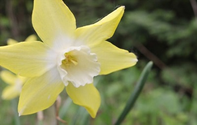 when-should-daffodil-bulbs-be-planted
