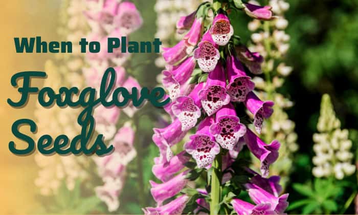 when to plant foxglove seeds
