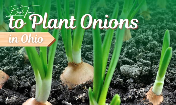 when to plant onions in ohio