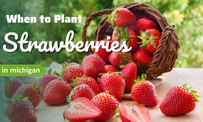when to plant strawberries in michigan
