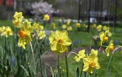 where-to-plant-daffodils