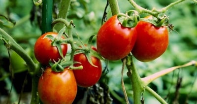 best-month-to-plant-tomatoes