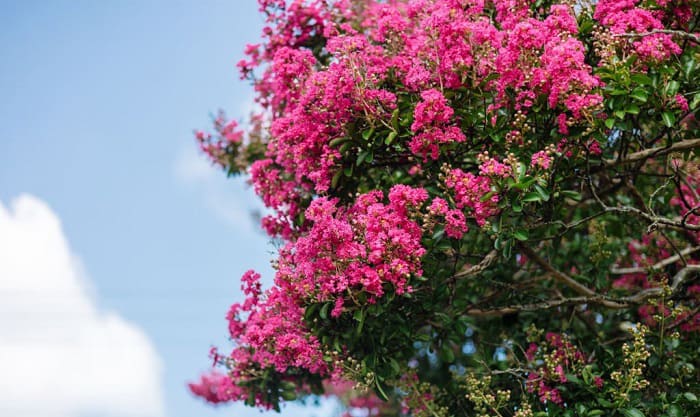 best-time-of-year-to-plant-crepe-myrtles