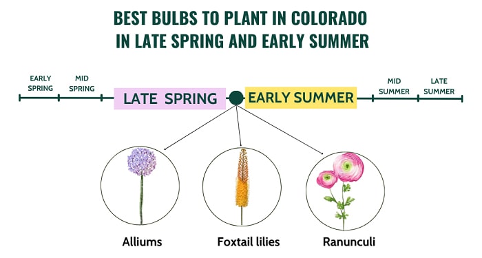 best-time-to-plant-bulbs