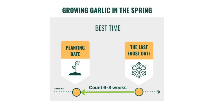 best-time-to-plant-garlic-in-california