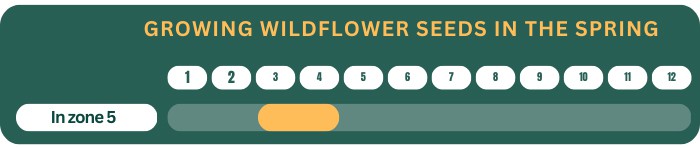 best-time-to-plant-wild-flowers