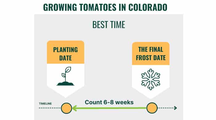 best-tomatoes-to-grow-in-colorado