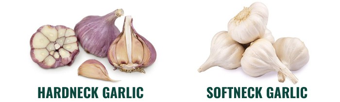 garlic-growing-conditions