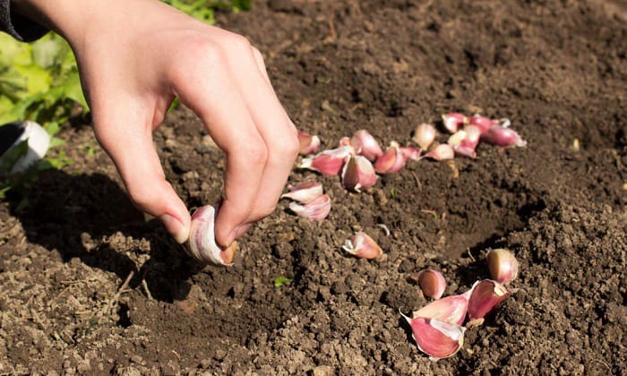 garlic-planting-instructions