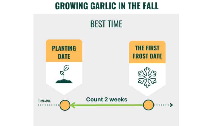 garlic-planting-season