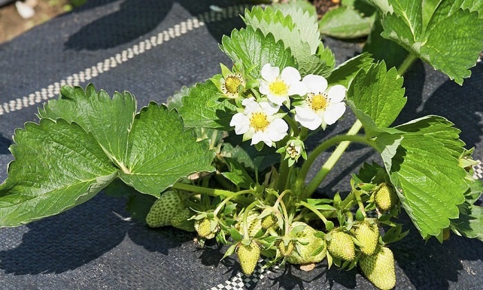 grow-strawberries-as-perennials