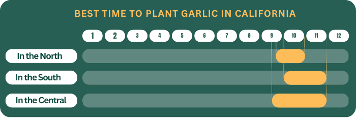 growing-garlic-in-southern-california