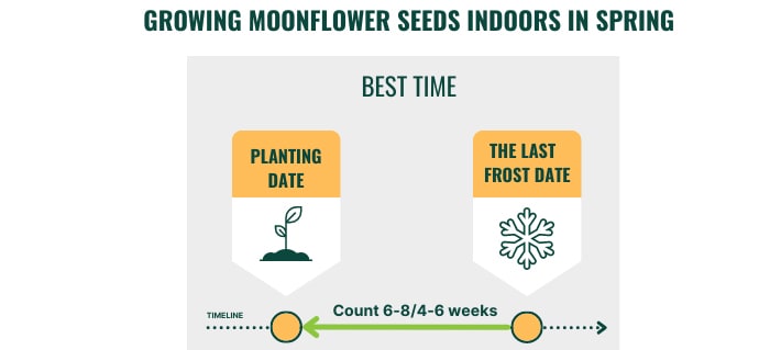growing-moonflowers-in-containers