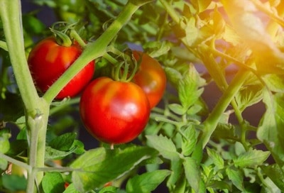 growing-tomatoes-indoors