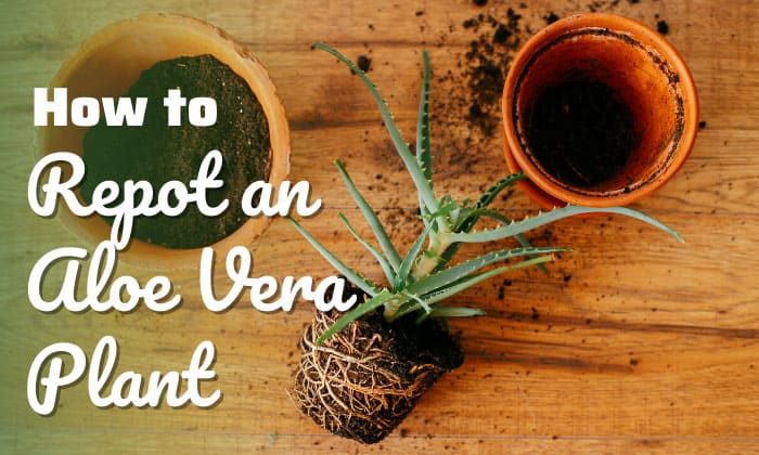 how to repot an aloe vera plant