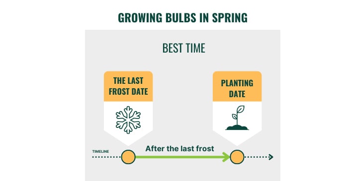 plant-bulbs-in-the-spring-in-colorado