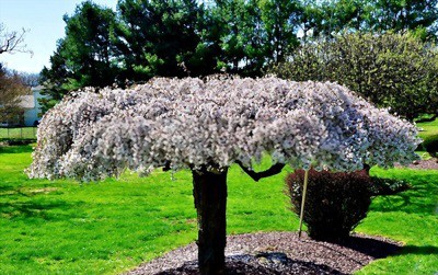 planting-a-weeping-cherry-tree
