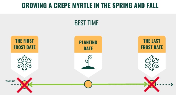 planting-crepe-myrtle-in-summer