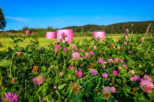red-clover-planting-time