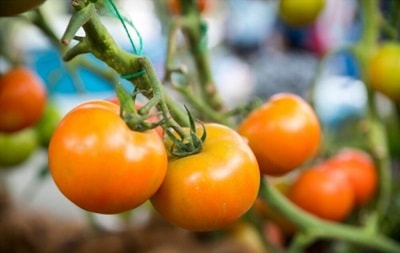 start-growing-tomatoes