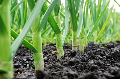 start-planting-grass-seed