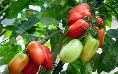 the-latest-time-of-year-to-plant-tomatoes