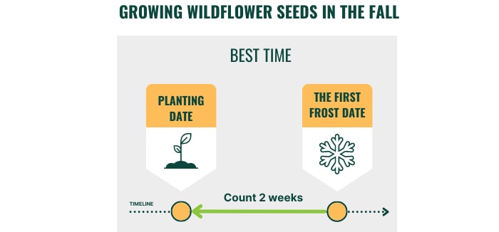 too-late-to-plant-wildflower-seeds